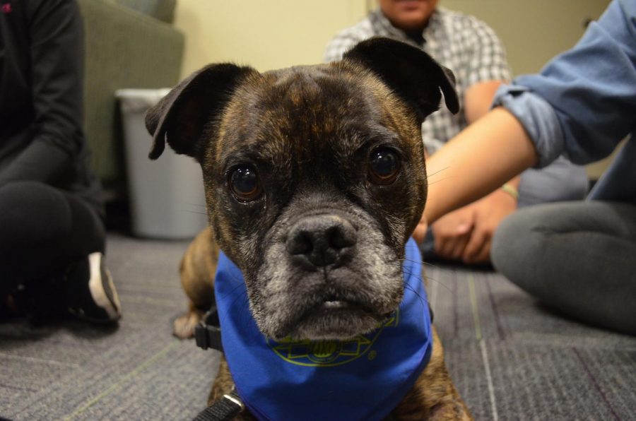 Aiden is the 6 year-old boxer pug who has taken over the hour long therapy dog slot in place of Winston on Monday nights from 4 to 5 p.m. in IWC 267. Aiden loves to sit in peoples laps and give big wet kisses.