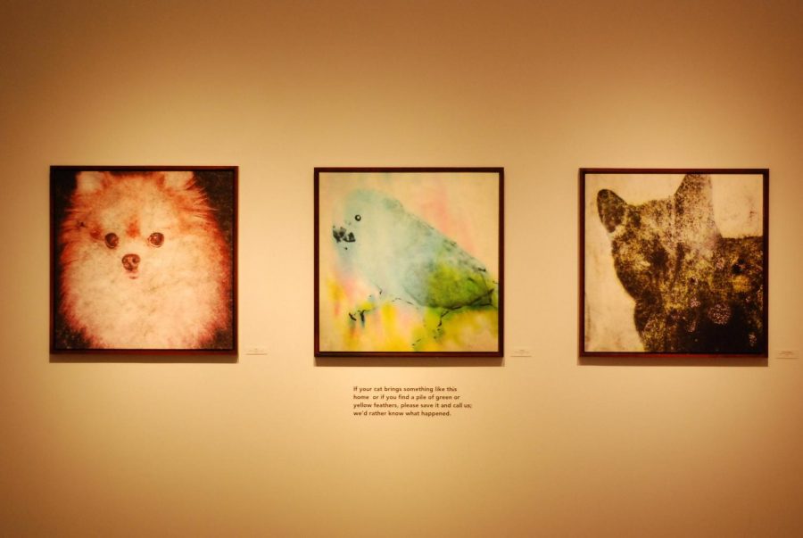From left to right: the pieces Baby, Turdbird and Francisco (Bugger) by artist Paul Shrambroom hang in the Watkins Gallery, each series deals with a different kind of loss.