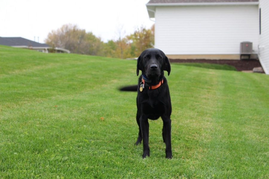Dog of the week: Zeus, the black lab
