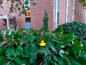 Swiftly the Winona Duck Man hid over 100 yellow rubber ducks around Winona State’s campus, hiding them on places like windowsills and benches. When students do find a duck, they can choose to keep it, hide it again or leave it there for someone else to find.